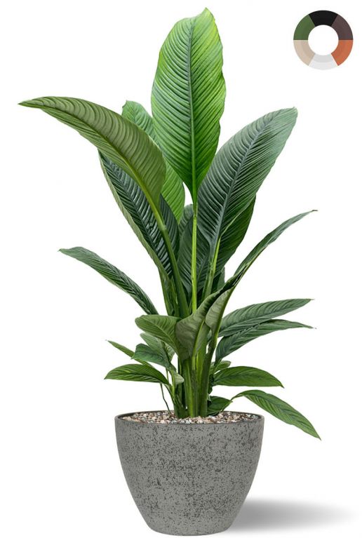 Spathiphyllum im topf 1