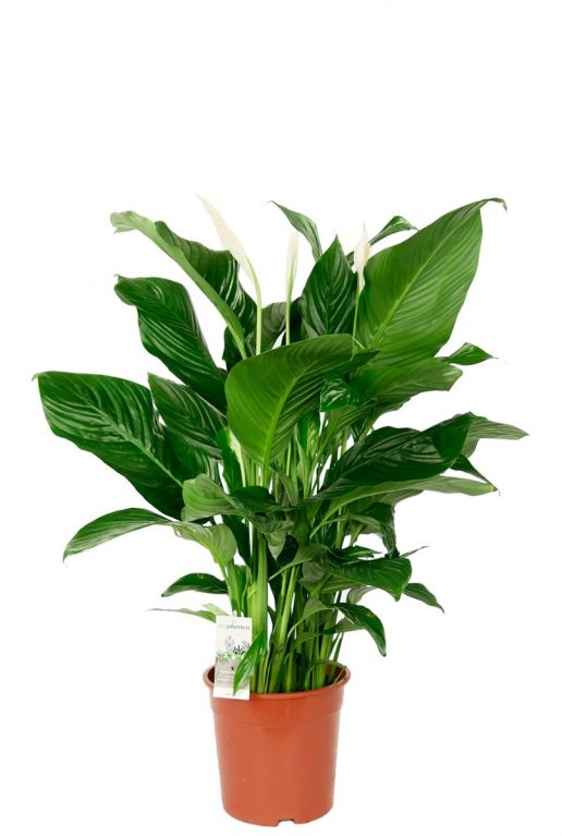 Spathiphyllum Sweet Silvana  Einblatt