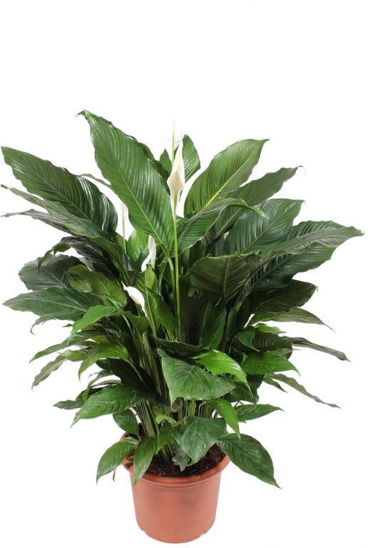 Spathiphyllum sweet sebastiano kamerplant