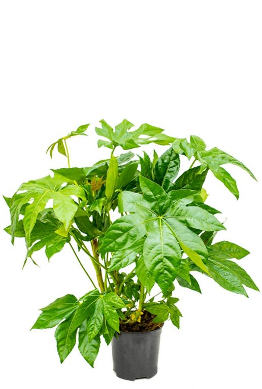 Fatsia japonica