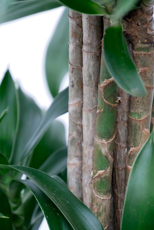 Hoya Krohniana Silver blad