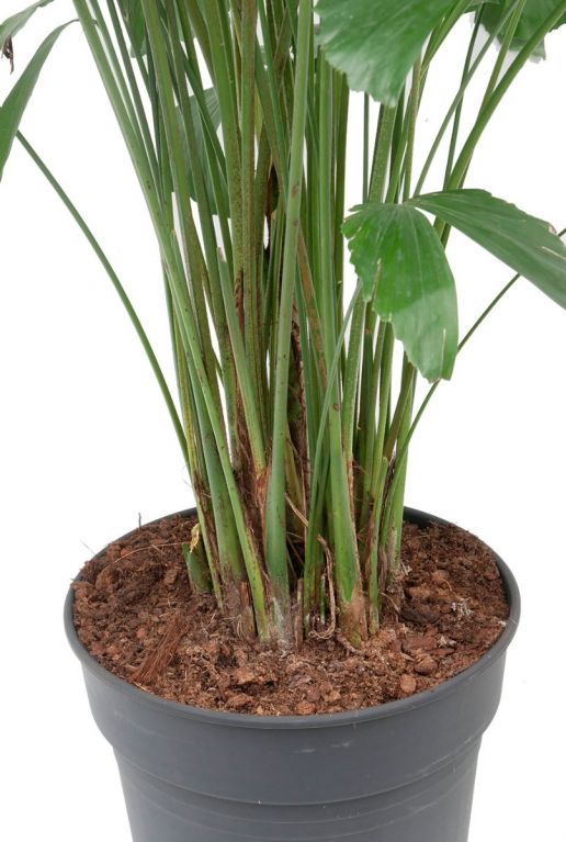 lange stiele Caryota