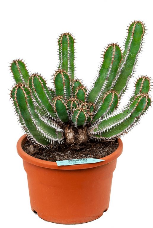 Euphorbia avasmontana Wolfsmilch kaktus