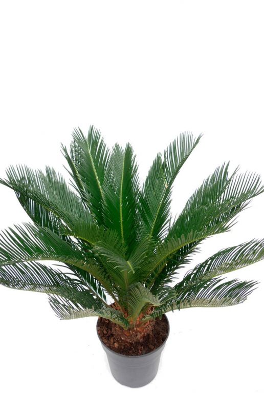 Cycas Revoluta