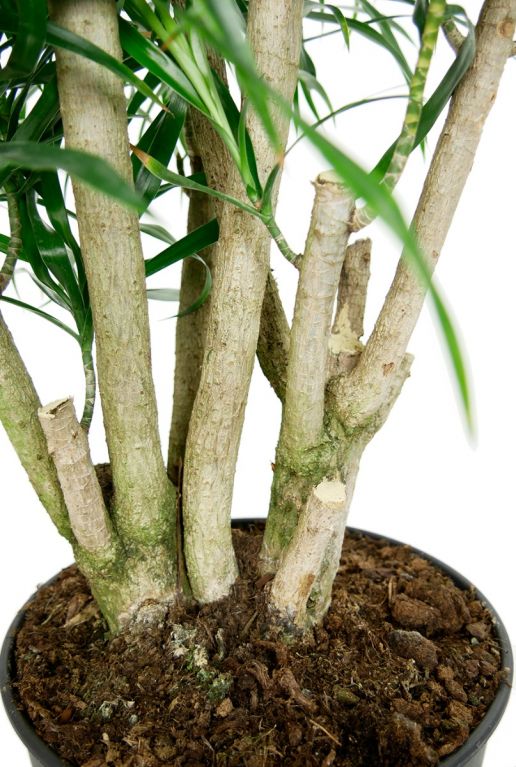 robuster Stamm Dracaena pflanze