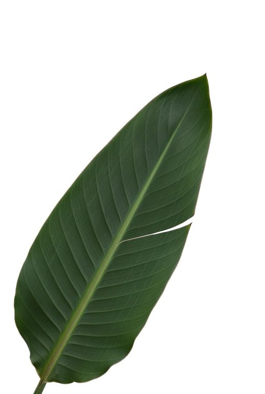 Strelitzia-3