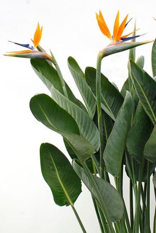 Strelitzia reginae