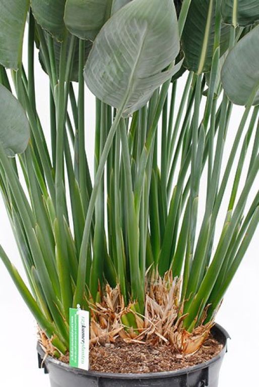 Strelitzia reginae