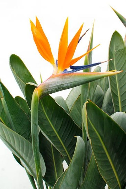 Strelitzia reginae
