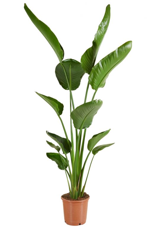 Strelitzia greune zimmerpflanze 1