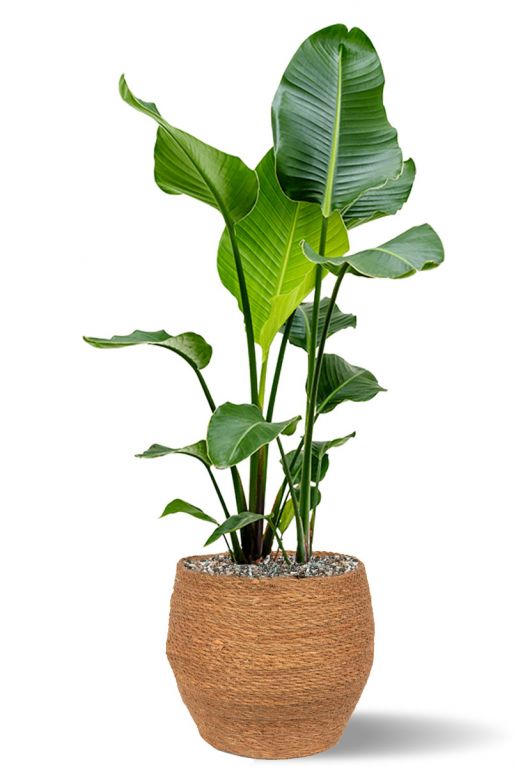 Strelitzia im korb 2