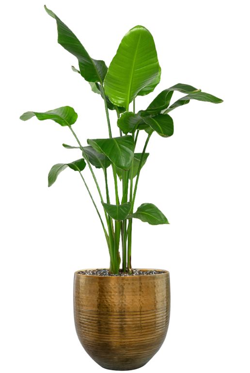 Strelitzia in fabio pot
