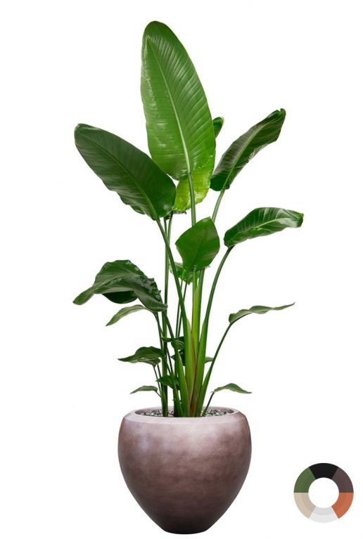 Strelitzia im luxuriösen Bronzetopf 1