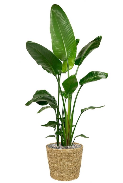 Monstera Siltepecana