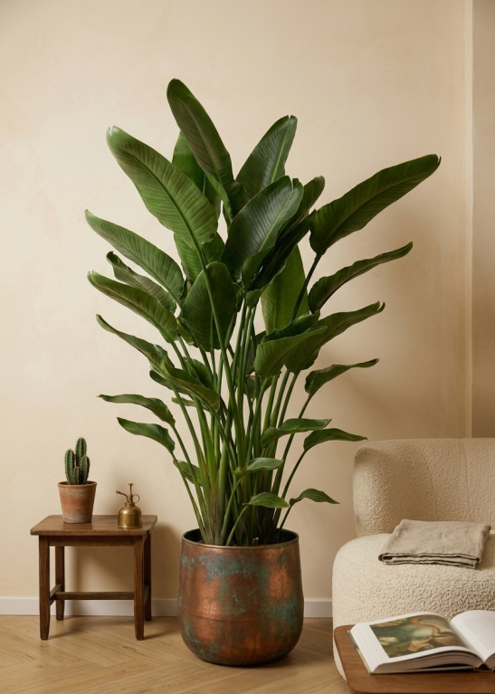 Strelitzia nicolai in pot