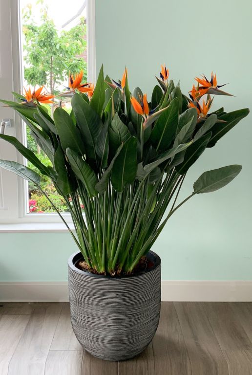 Strelitzia Reginae Zimmerpflanze
