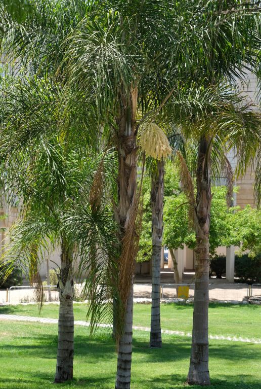 Syagrus romanzoffiana santa catarina gartenpflanze p20