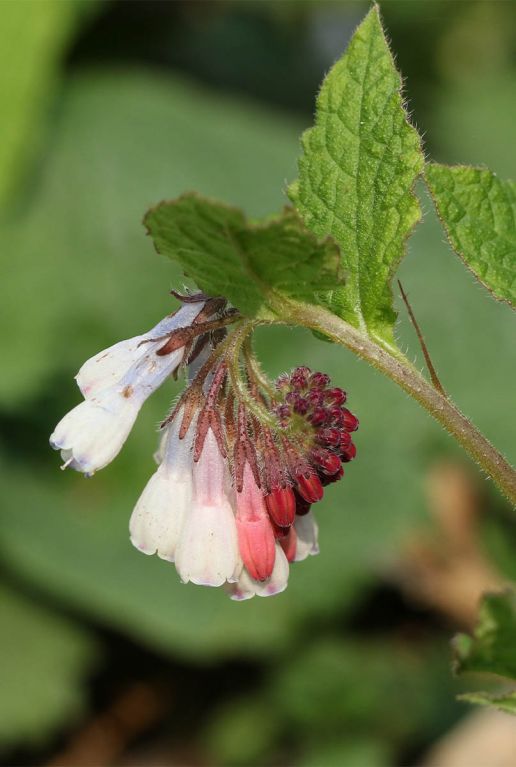 Symphytum grandiflorum p9