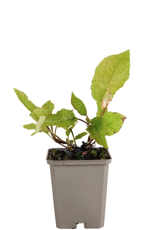 Symphytum grandiflorum pot9