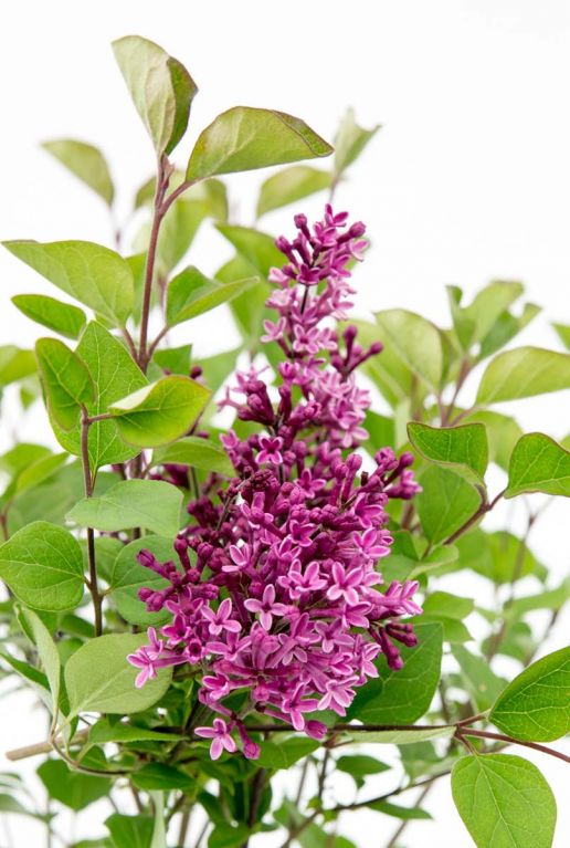 Syringa bloomerang dark purple bloem