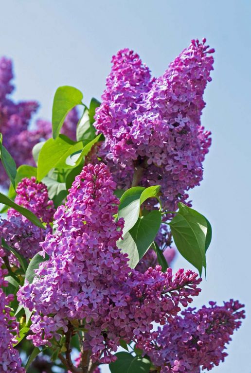 Syringa bloomerang dark purple gartenpflanze