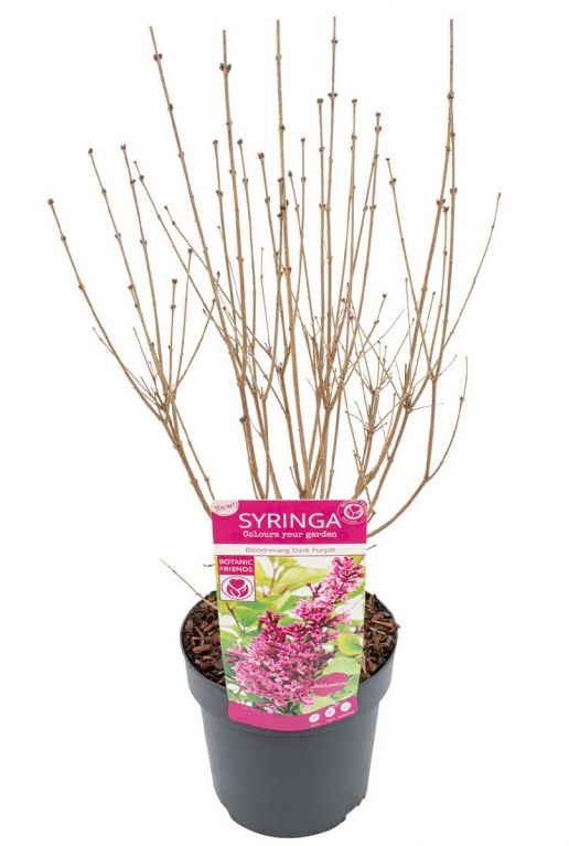 Syringa bloomerang dark purple p19