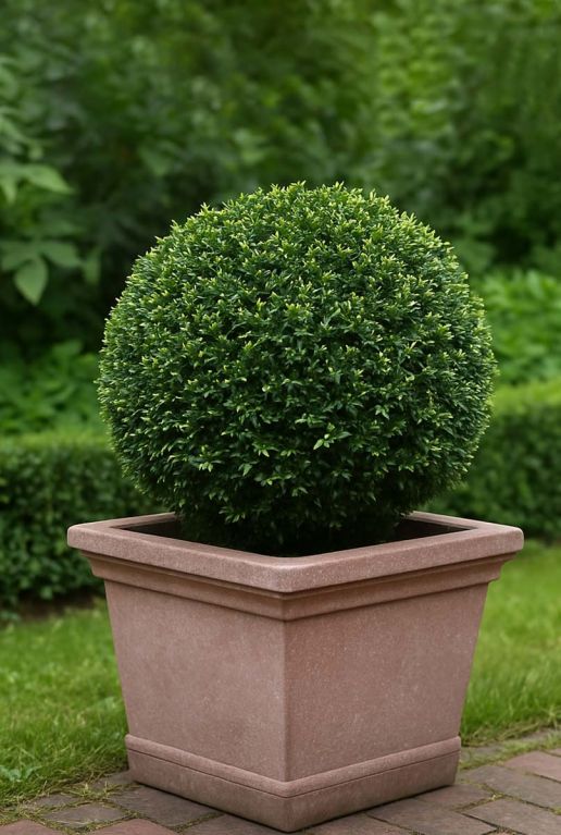 Taxus gartenpflanze