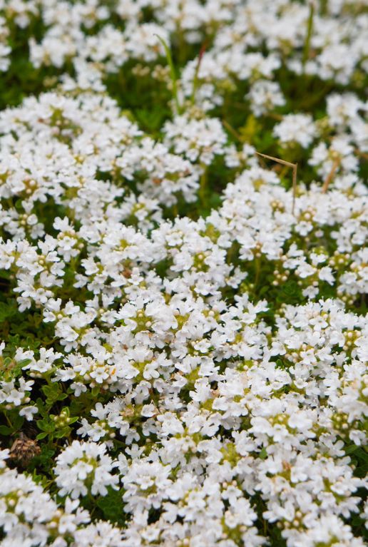 Thymus praecox albiflorus gartenpflanze