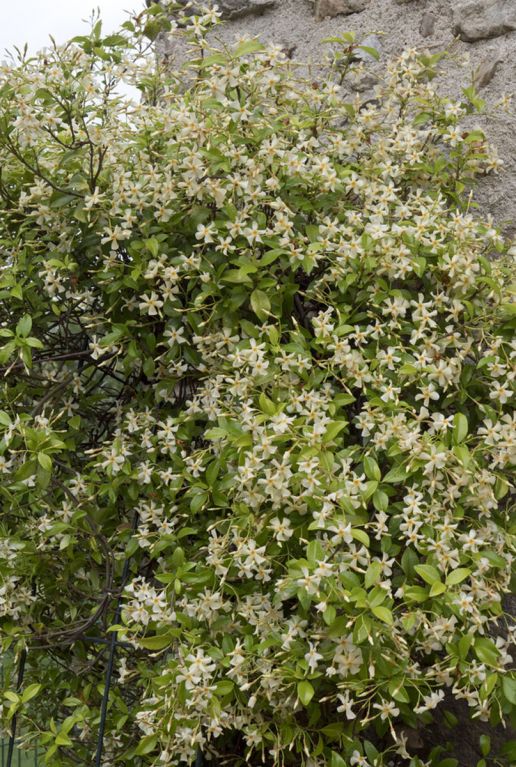 Trachelospermum jasminoides star of toscane gardenpflanze
