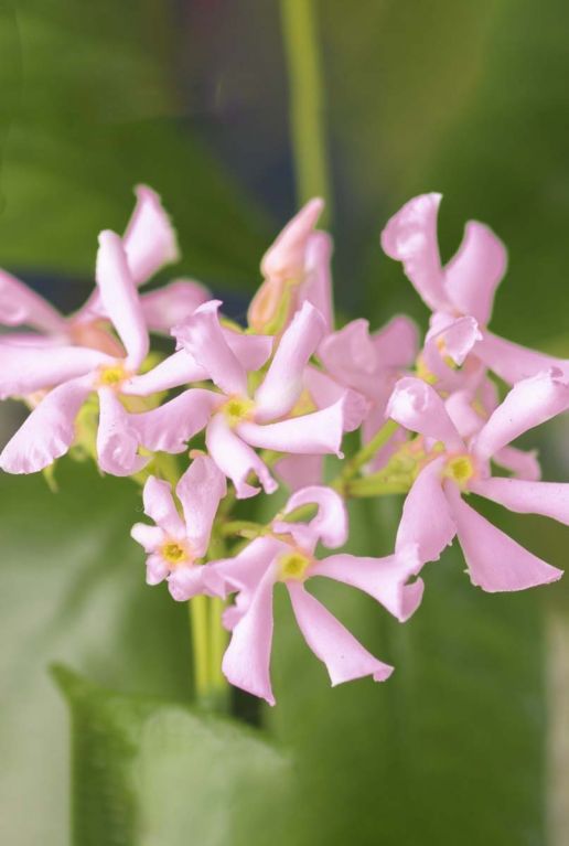 Trachelospermum pink air gartenpflanze