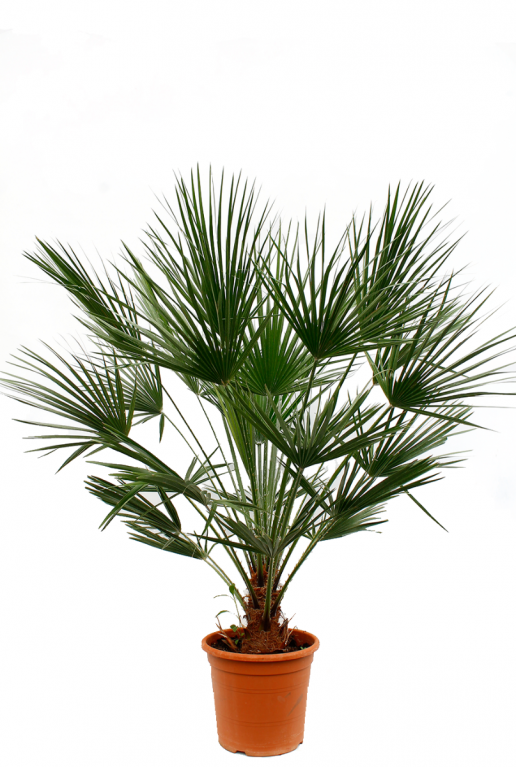Trachycarpus fortunei