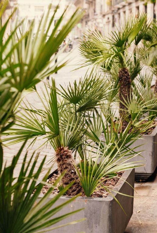 Trachycarpus fortunei gartenpflanze 6777 1