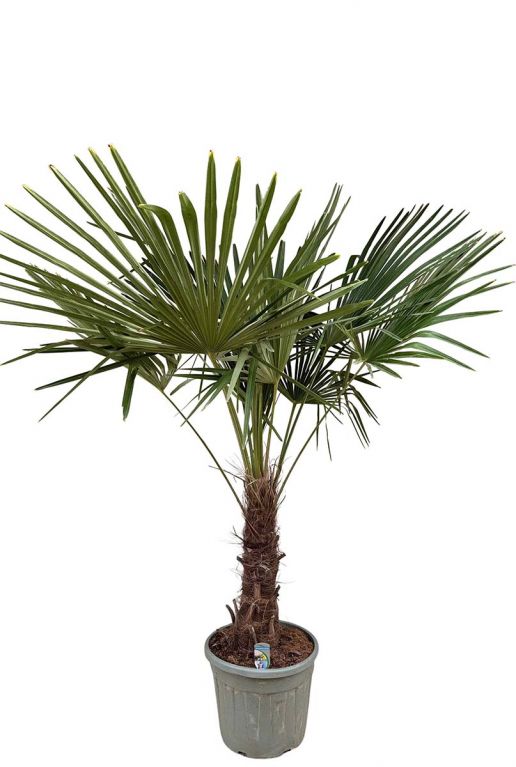 Trachycarpus fortunei p40