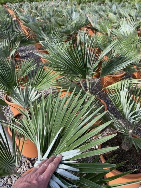 Trachycarpus princeps p26 gartenpflanze