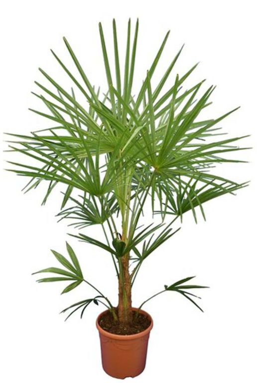 Trachycarpus sp