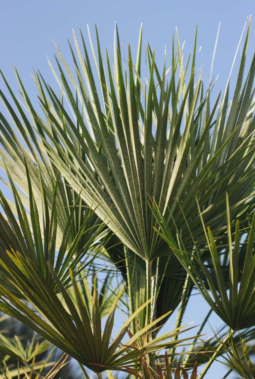 Trachycarpus sp nova gartenpflanze p30