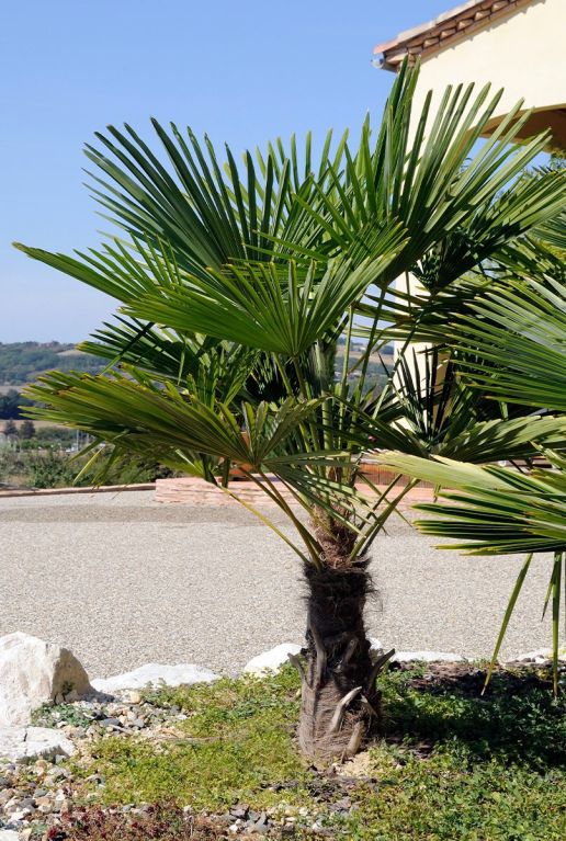 Trachycarpus wagnerianus frosty gartenpflanze