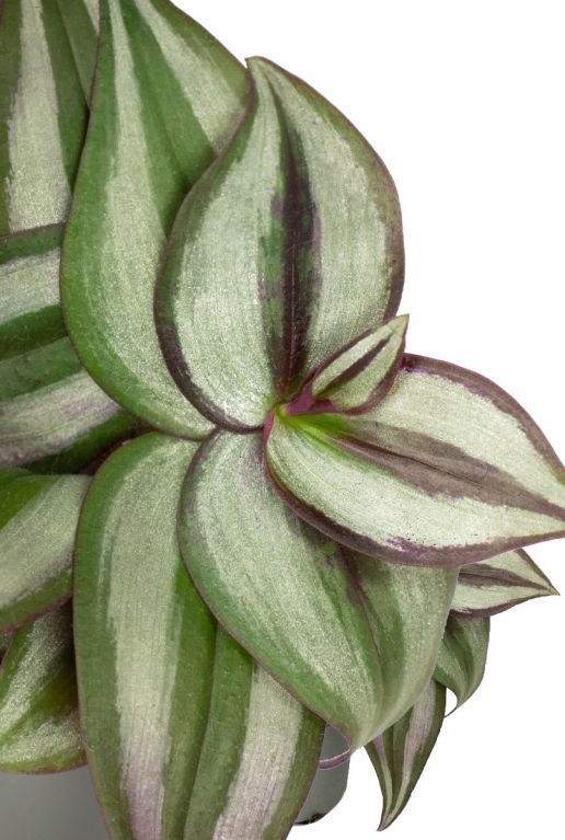 Tradescantia zebra blatt