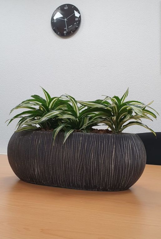Drachenbaum in Twist pflanzgefäss schwarz