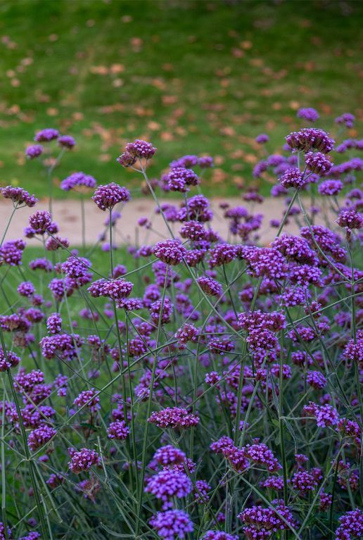 Verbena bonariensis gartenpflanze