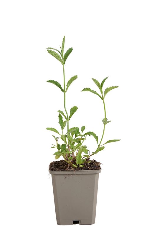 Verbena bonariensis pot9