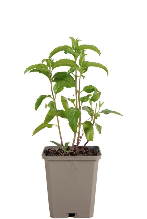 Veroica spicata p9