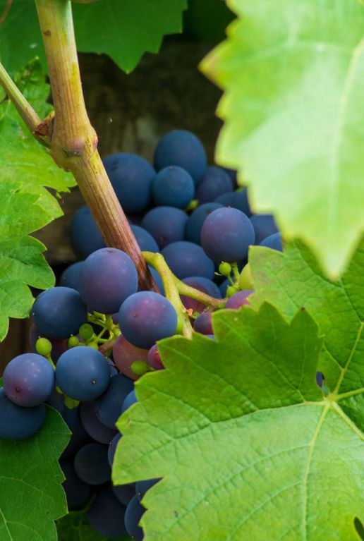 Vitis vinifera gartenpflanze