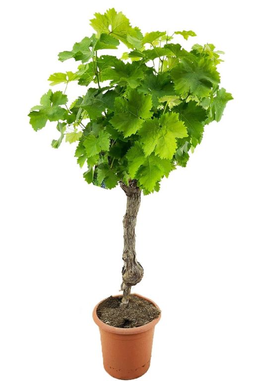 Vitis vinifera tuinplant p32