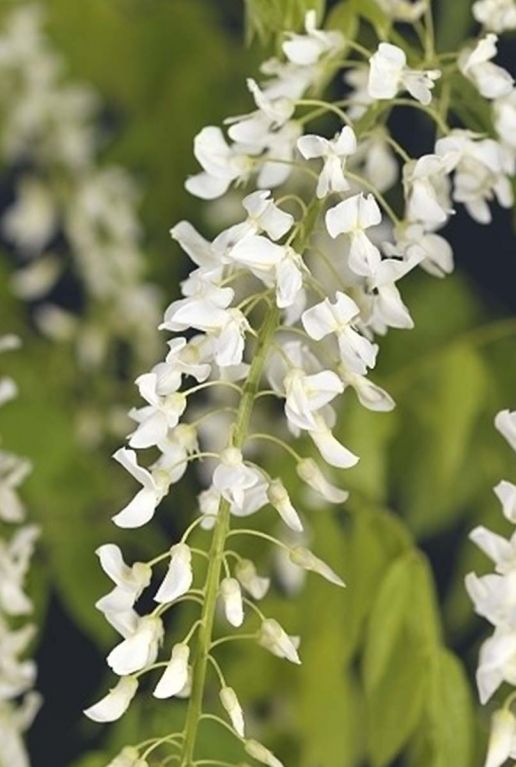 Wisteria floribunda alba gartenpflanze