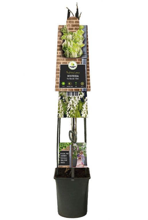 Wisteria floribunda alba p23