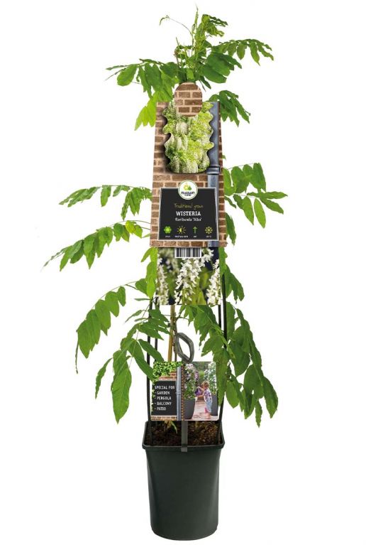 Wisteria floribunda alba plant p23