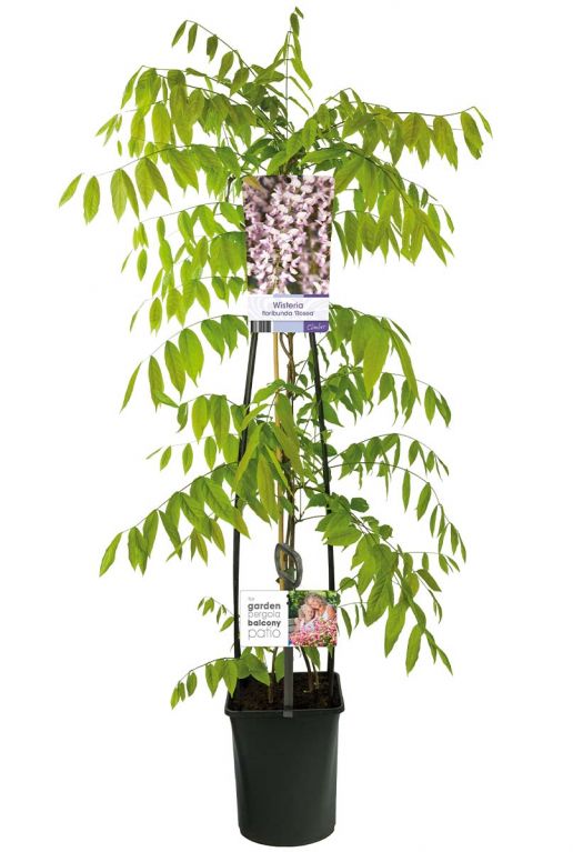 Wisteria floribunda rosea bloem