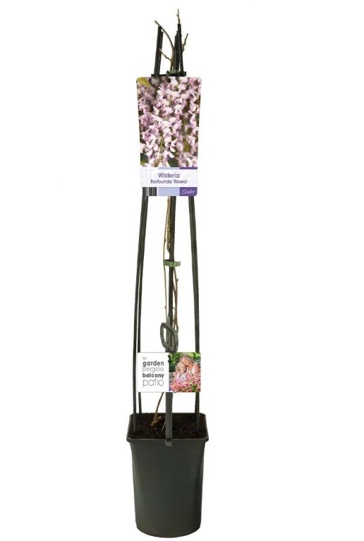 Wisteria floribunda rosea plant