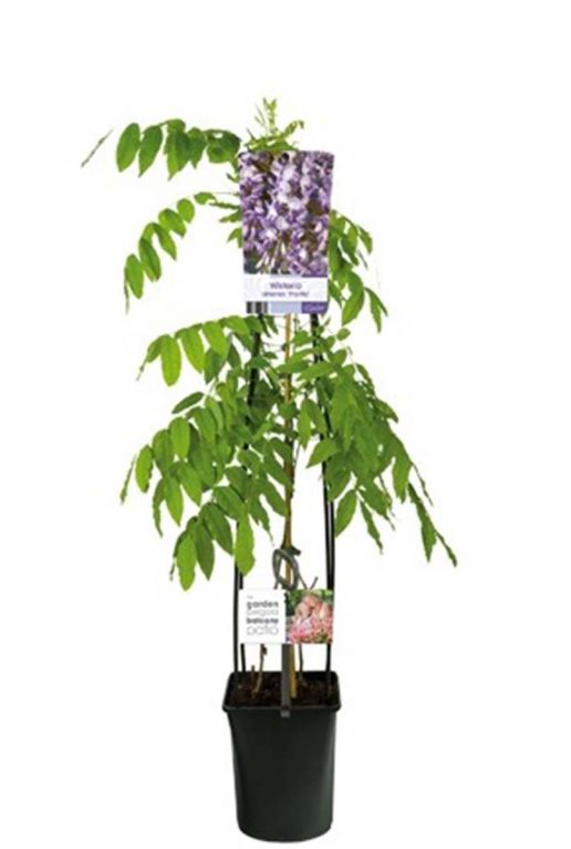 Wisteria sinensis 23cm plant